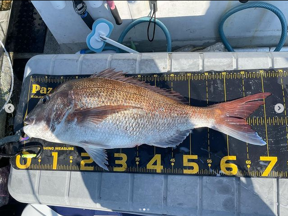 宮城釣り船オーシャンズラボの真鯛ジギング