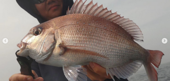 宮城釣り船オーシャンズラボの真鯛ジギング