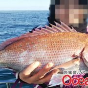 仙台湾の宮城県真鯛まだまだ釣れます！本日真鯛1枚、虎河豚2匹、ワラサなど総勢73匹