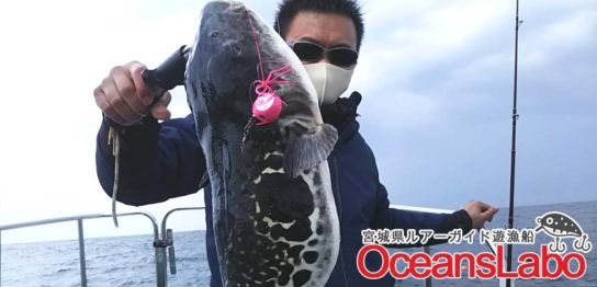 宮城県の真鯛釣り！海の中はもう夏。真鯛の足音が聞こえる。