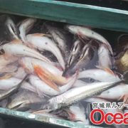 宮城県仙台湾の真鯛釣り！本日も生け簀とクーラーボックスパンパンな日