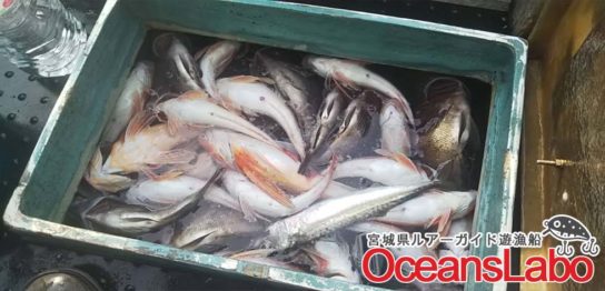 宮城県仙台湾の真鯛釣り！本日も生け簀とクーラーボックスパンパンな日