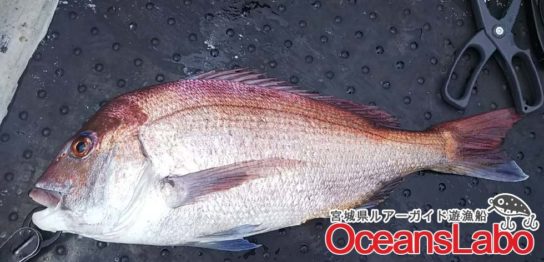 仙台湾沖の真鯛釣り！本日真鯛１枚